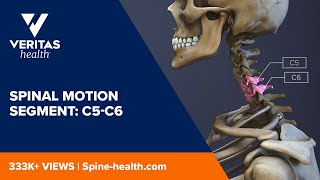 Spinal Motion Segment C5C6 [upl. by Hplodur417]