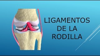 Ligamentos de la rodilla [upl. by Lindberg628]