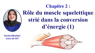 Cours SVT 2BacBiof Chapitre 2 Rôle du muscle squelettique strié dans la conversion d’énergie 1 [upl. by Allianora]