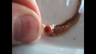 HandFeeding Bristleworms Hermodice sp [upl. by Fortunia]