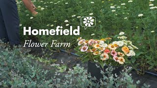 Homefield Flower Farm [upl. by Ahsille]