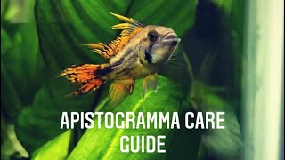 Apistogramma Care Guide  Apistogramma Cacatuoides Cockatoo Dwarf Cichlid [upl. by Nate634]