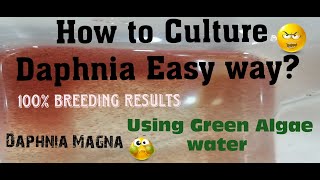 Daphnia MagnaHow to Culture Daphnia Easy wayCulturing Daphnia using Green water Daphnia [upl. by Ateikan]