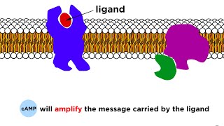 Receptors Signal Transduction and Phosphorylation Cascade [upl. by Olin]