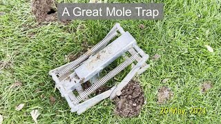 A Great Mole Trap [upl. by Atnoved]