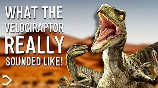 What Did The Velociraptor REALLY Sound Like [upl. by Yniattirb]