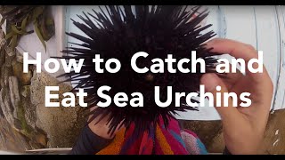 How to Catch and Eat Sea Urchins [upl. by Baggott466]