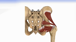 Hip Muscles  Lateral Rotator Group amp Gluteus Muscles [upl. by Ahsikyt]