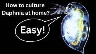 BEST Live Fish Food Beginner guide How to Culture Daphnia at home [upl. by Marsiella877]