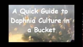 How to culture daphnia outside [upl. by Ettedo]