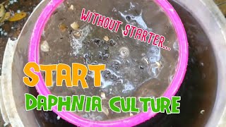 How to culture daphnia moina the easy way 1  Starting the Daphnia culture [upl. by Arbma371]