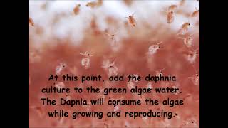 Daphnia  How to grow daphnia in your home [upl. by Weed]