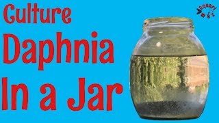 How to Culture Daphnia in a Jar [upl. by Cohette583]