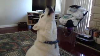 Siberian Husky Howling [upl. by Dj861]