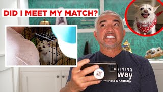 HOW I TRAINED AN AGGRESSIVE CHIHUAHUA Reacting to Has Cesar Met His Match [upl. by Jevon]