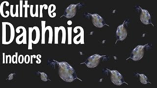 How to Culture Daphnia [upl. by Weider107]