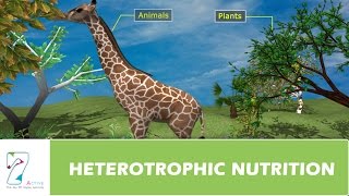 HETEROTROPHIC NUTRITION [upl. by Ezitram312]