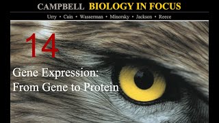 Biology in Focus Chapter 14 Gene ExpressionFrom Gene to Protein [upl. by Nytsirc]