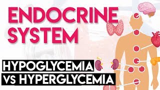 Hypoglycemia vs Hyperglycemia  Endocrine System Part 3 [upl. by Yllatan]