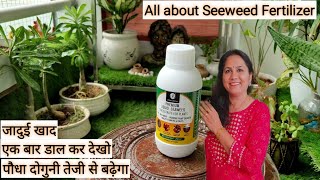 Seaweed organic fertilizer  what is seaweed  how to use seaweed fertilizer  benefits of seaweed [upl. by Mckeon]