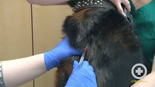 How to Do a Canine Jugular Venipuncture [upl. by Atinomar]