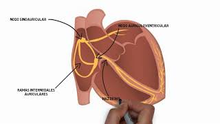 Sistema de conducción cardíaco [upl. by Jenkins]