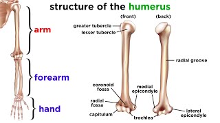 The Skeletal System [upl. by Airdnaxila963]