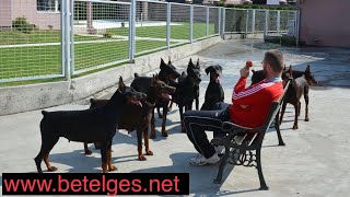 Doberman kennel Betelges [upl. by Kaiser421]