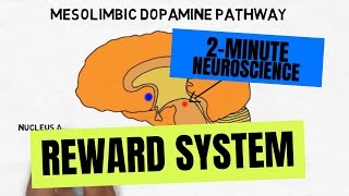 2Minute Neuroscience Reward System [upl. by Seravaj]