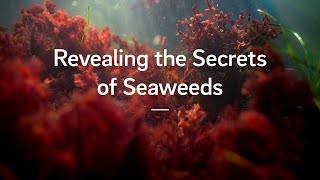 Revealing the Secrets of Seaweeds [upl. by Erodroeht]