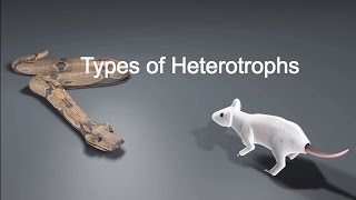 Types of Heterotrophs [upl. by Ahsinad42]