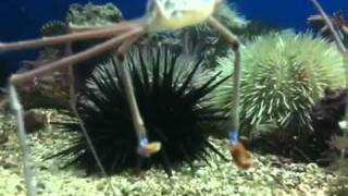 Arrow Crab Stenorhynchus seticorins Killing and Eating A Bristle Worm [upl. by Frayda332]