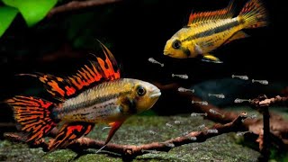 Breed RARE Apistogramma Cichlids Using This Method [upl. by Lyns]