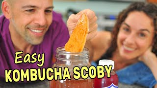 Making a Kombucha Scoby from Scratch SPOILER Its super easy [upl. by Selle]