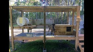 Whelping Kennels at American Sentinel K9 LLC [upl. by Nyrmak]