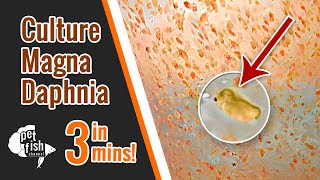 How to culture DAPHNIA MAGNA  The easy way [upl. by Tara]