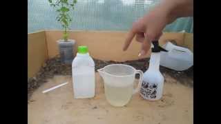 How to Make a simple Organic Insecticide Spray Aphids Blackfly Whitefly etc [upl. by Wakeen]