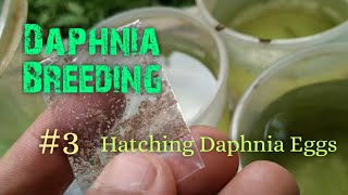 Daphnia Culture made simple and easy 3  Hatching Daphnia eggs [upl. by Yelnek124]