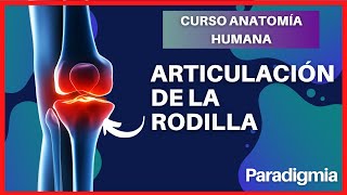 Articulación de la Rodilla  Explicación Completa y Sencilla con modelo en 3D [upl. by Aihsitan]