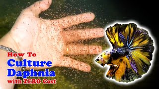 How to Culture Daphnia with ZERO Cost  Unlimited Live Food For Our Fish [upl. by Utley830]