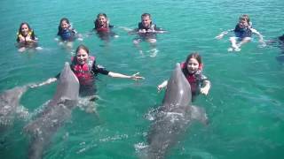 Swimming with Dolphins Nassau Bahamas [upl. by Nnylhsa]