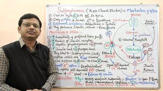 Diabetes Mellitus Part10 Mechanism of Action of Sulfonylurease  Antidiabetic Drugs  Diabetes [upl. by Novihc]