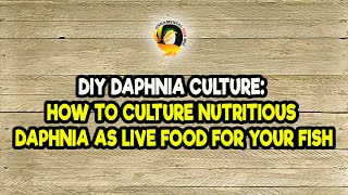 DIY Daphnia Culture How to Culture Nutritious Daphnia as Live Food for Your Fish [upl. by Yrram342]