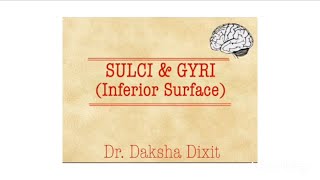 SULCI amp GYRI INFERIOR SURFACE [upl. by Honniball]