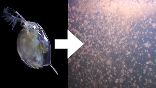 How I Culture Daphnia [upl. by Novak]