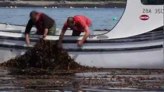 Seaweeds  A part of everyday life [upl. by Stargell]