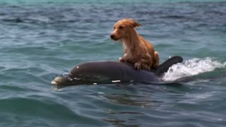 DOLPHIN amp DOG SPECIAL FRIENDSHIP  Vangelis Song Of The Seas [upl. by Suzzy]