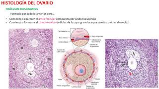 Histología del Ovario [upl. by Sinnylg]