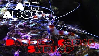 All About The Banded Coral Shrimp  Bristle Worm Killer [upl. by Oicneconi]