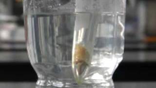 Extracting limonene using liquid carbon dioxide [upl. by Aennil]